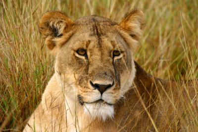 Masai Mara - Lioness