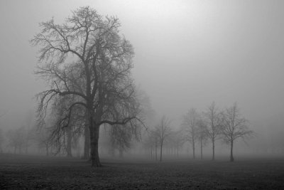 Foggy trees