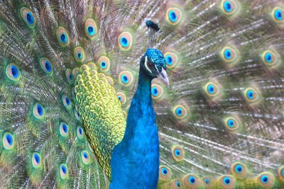 Peacock