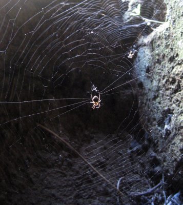 spider in Ronda, May 2011