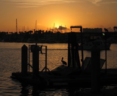 pelican at sunset, Marina del Rey, Erin's birthday