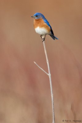 Top perch