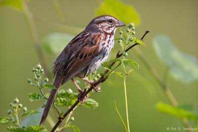 Song Sparrow in field