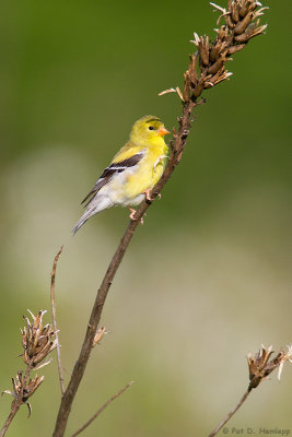 Goldfinch in spring