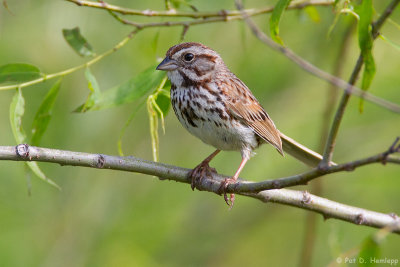 Sparrow and leaves
