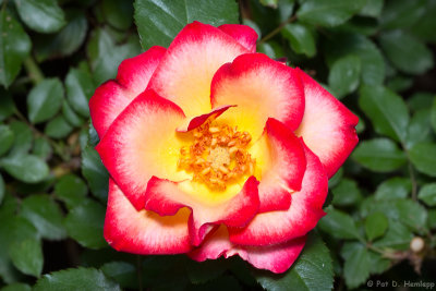 Playboy Rose