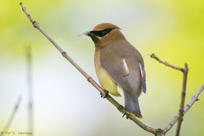 Waxwing with insect
