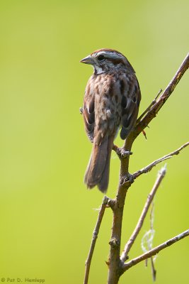 Morning Song Sparrow