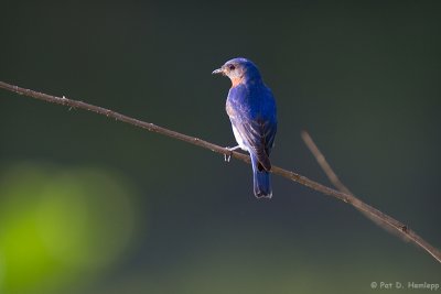 Isolated Bluebird