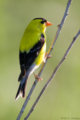 Goldfinch perch