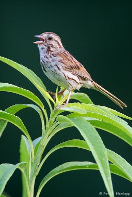 Singing Song Sparrow