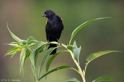 Blackbird on a plant