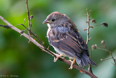 Young Field Sparrow