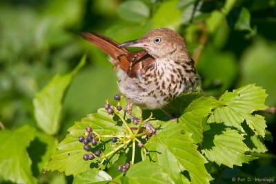 Thrasher and berries