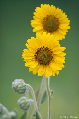 Pair of sunflowers