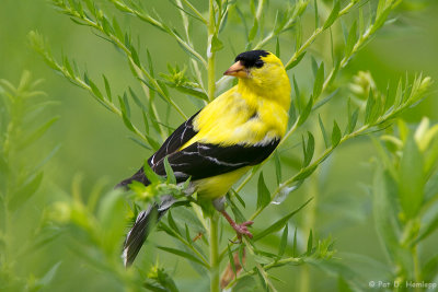 Yellow in green