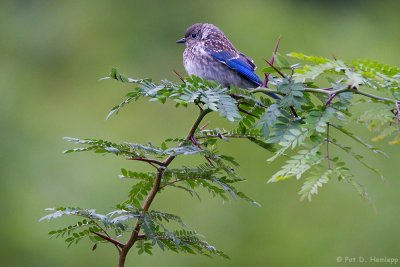Young Bluebird