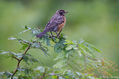 Young Robin