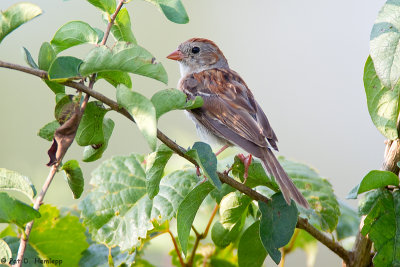 Field Sparrow and leaves