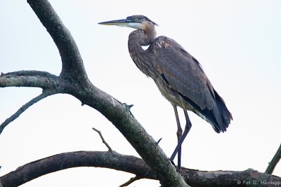 Heron at rest