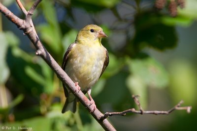 On a limb