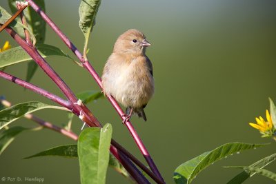 Young Goldfinch resting
