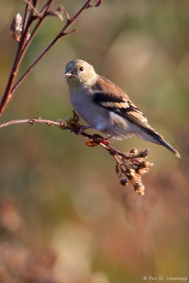 Fall Goldfinch