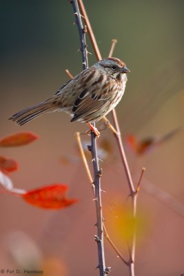 Sparrow in fall