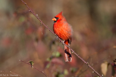 Cardinal, autumn field