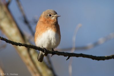 Bluebird in the sun