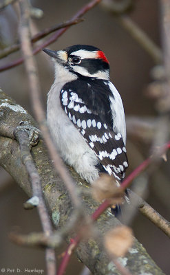 Woodpecker resting