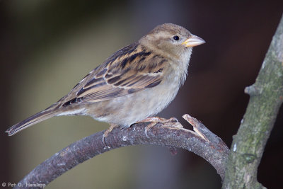 House Sparrow profile