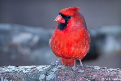 Cardinal on log