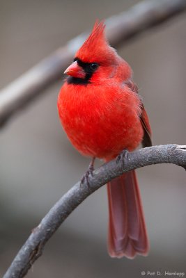 Cardinal at rest