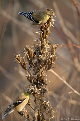 Winter Goldfinch