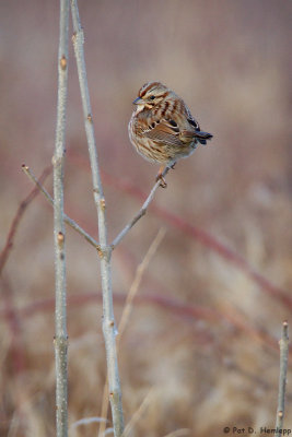 Isolated Song Sparrow