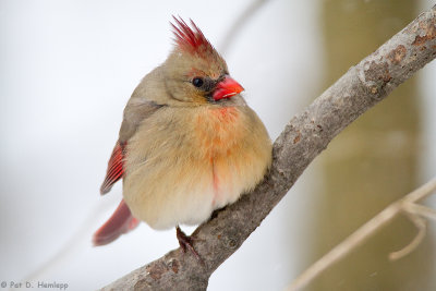 Female Cardinal in winter
