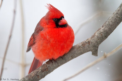 Male Cardinal in winter