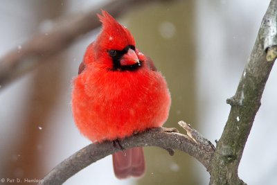 Cardinal, falling snow