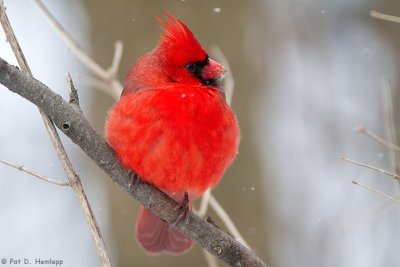 Cardinal in blowing snow