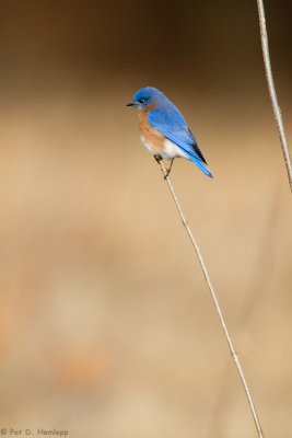 Bluebird, thin perch