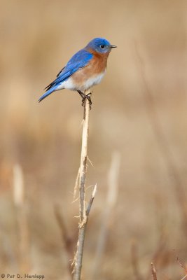 Bluebird profile