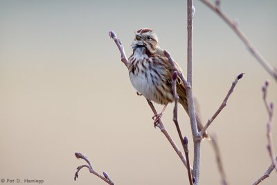 Silent Song Sparrow