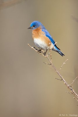 Top perch