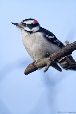 Perched Woodpecker