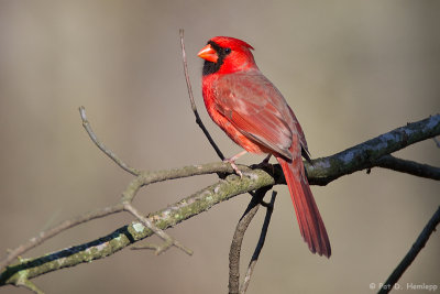 Cardinal in sun