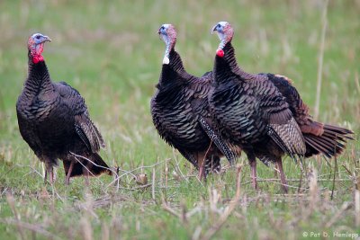 Turkey trio