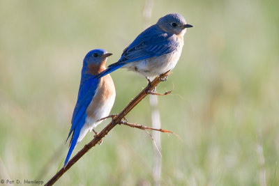 Pair of Bluebirds