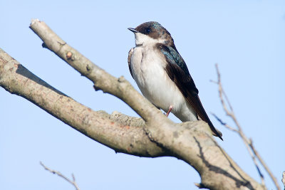 Male Tree Swallow