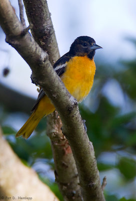 Young male Oriole